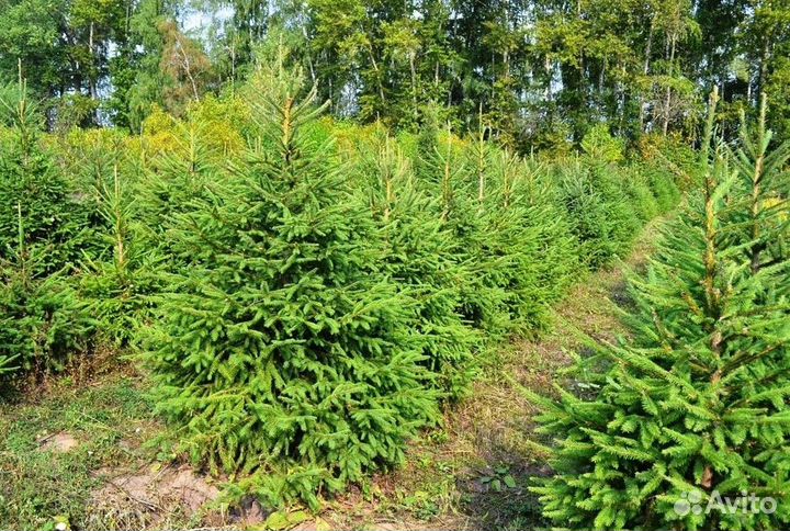 Ель из питомника