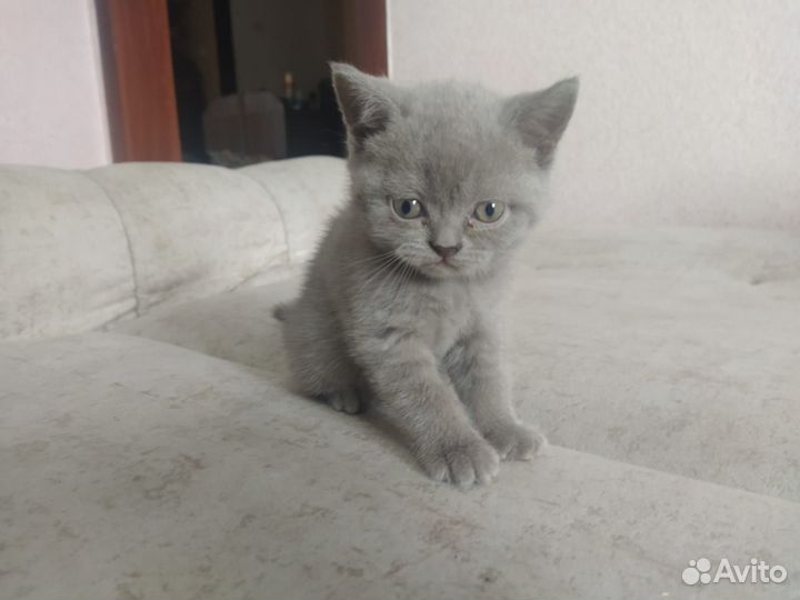Британские котята