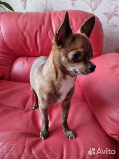 Вязка Ищем подружку