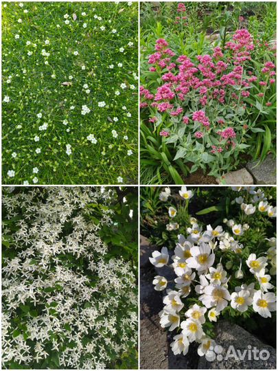 Многолетние садовые растения