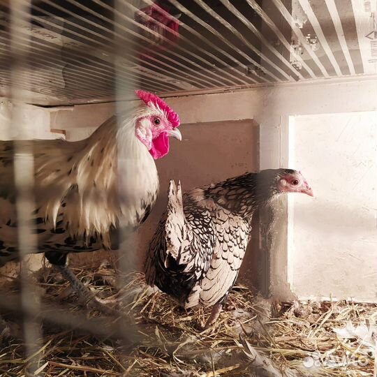 Семья, Курочка Сибрайт,петух декорат