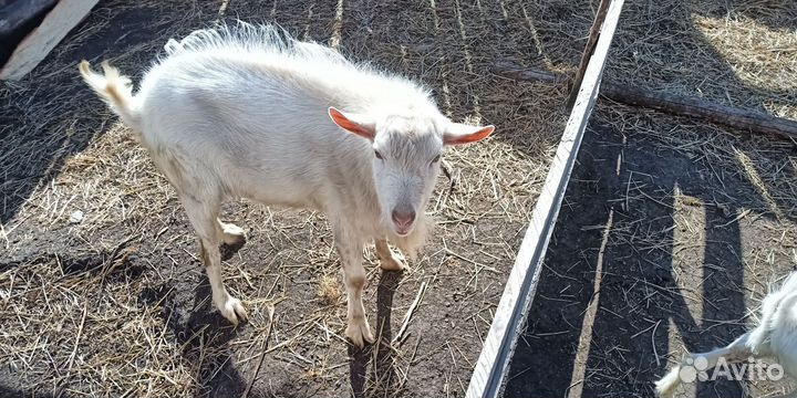 Продаются Заинские - козел, стельные козы, козлята