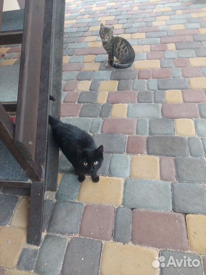 Котята с херсонской области в добрые руки