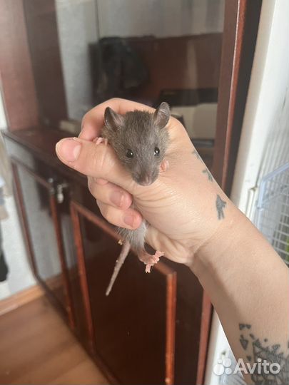 Крысята