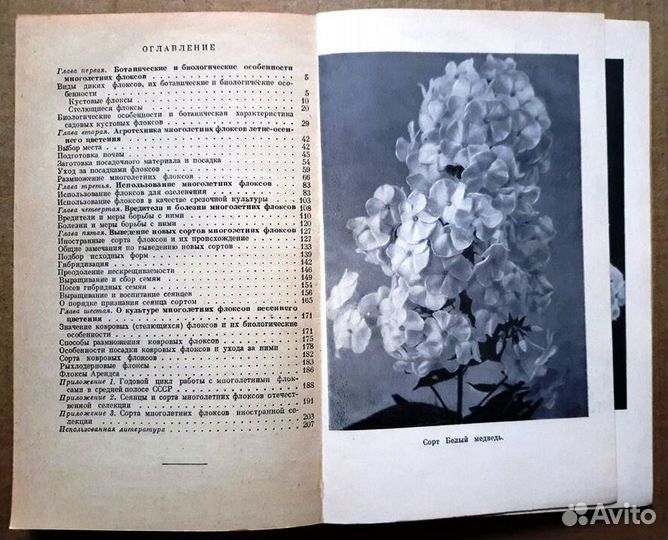 Флоксы многолетние. Гаганов П.Г. 1963 г. Раритет