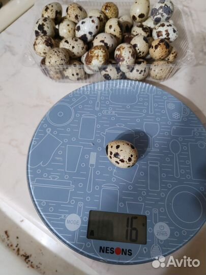 Яйца перепелиные инкубационное