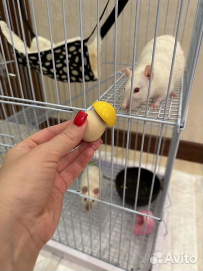 Крысы с клеткой