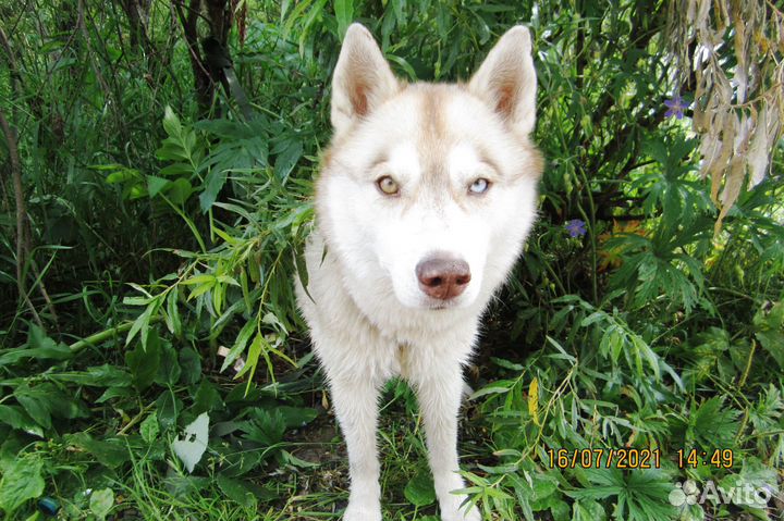 Щенок сибирской хаски (девочка)