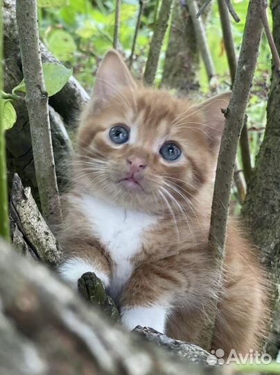 Котенок с глазами цвета океана