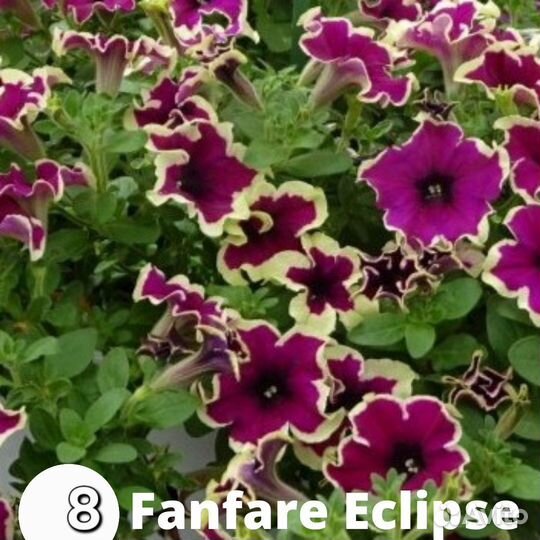 Вегетативная петуния часть 3