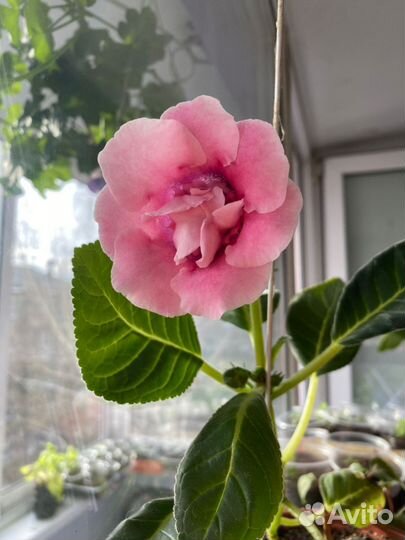 Глоксиния махровая