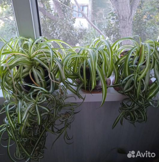 Хлорофитум кудрявый