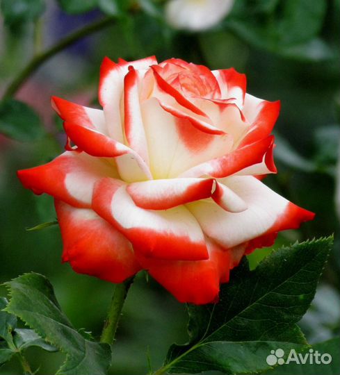 Розы кустовые