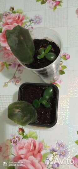 Фиалка, толстянка