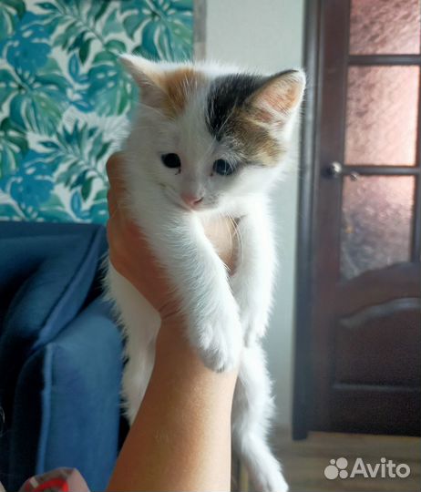 Котенок девочка трехцветная