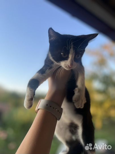 Котята в дар