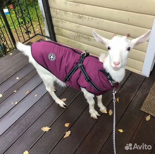 Зимняя куртка для собак
