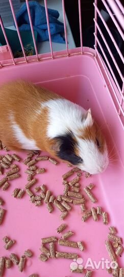 Морская свинка с клеткой