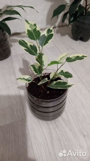 Фикус бенджамина