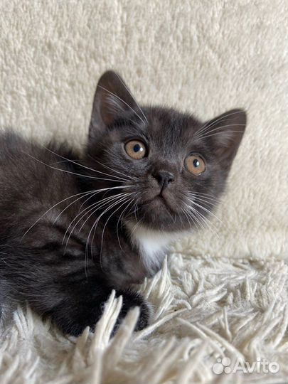 Котенок в очень добрые руки