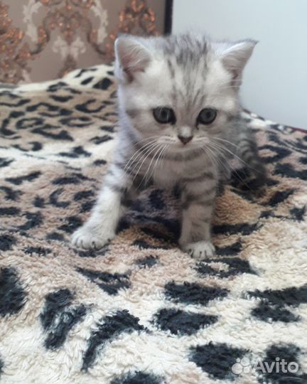 Шотландские котята