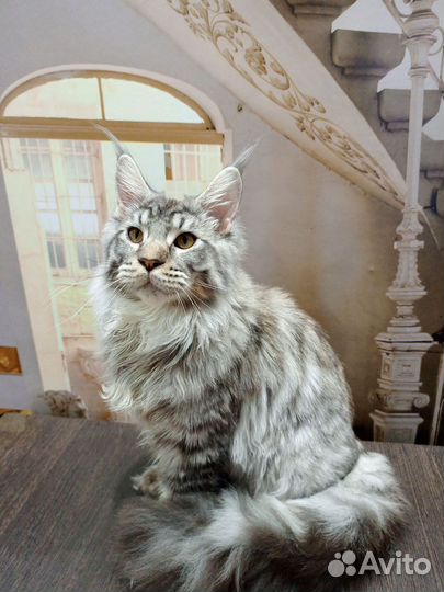 Котята мейн-кун