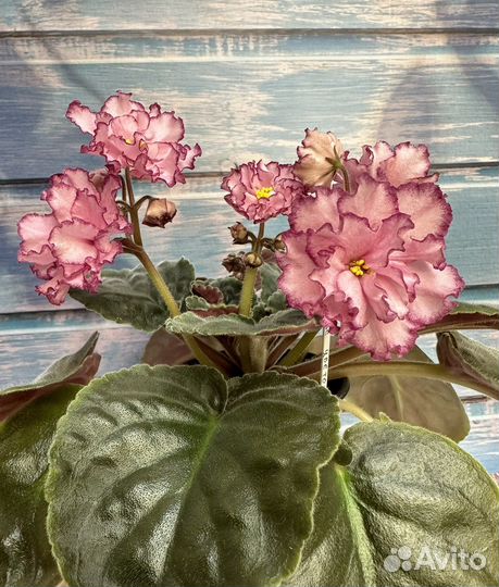 Фиалка листья