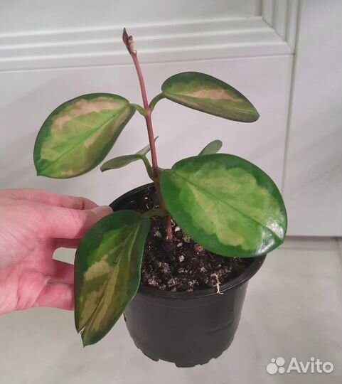 Хойя Аустралис Лиза