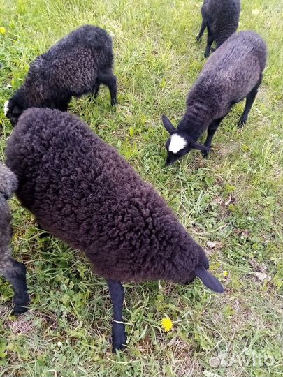 Бараны, овцы, ягнята