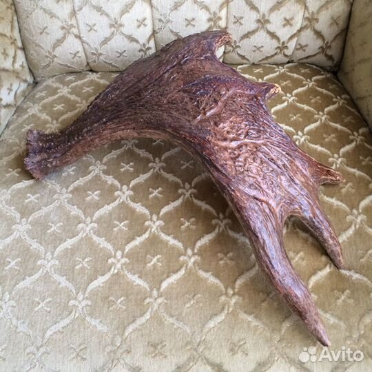 Без торга И без обмена рог лося