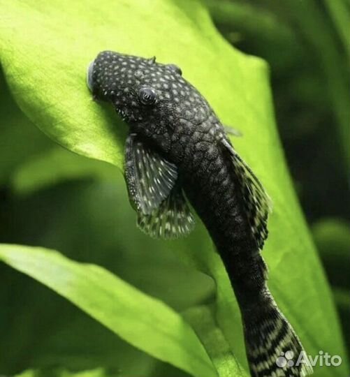 Рыбки и растения