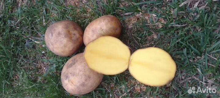 Картофель семенной