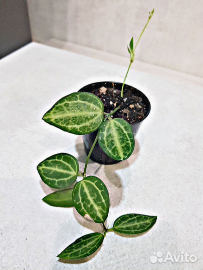 Дисхидия Мелон