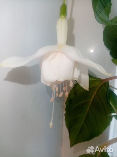 Фуксия белая