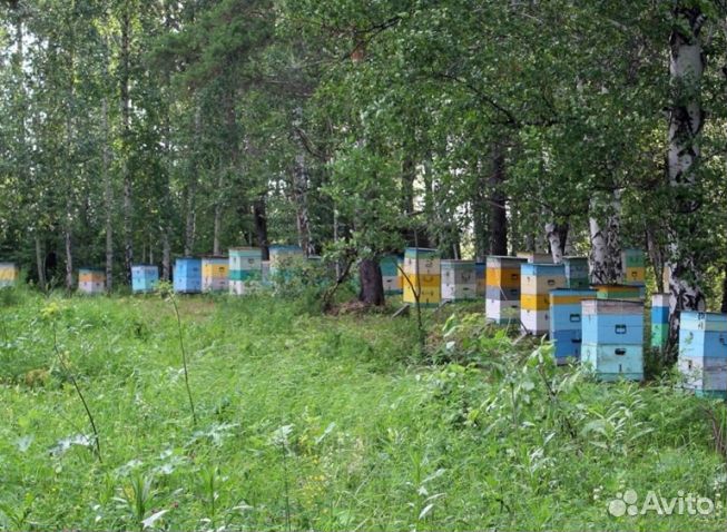 Мед 24 года Алтайский оптом