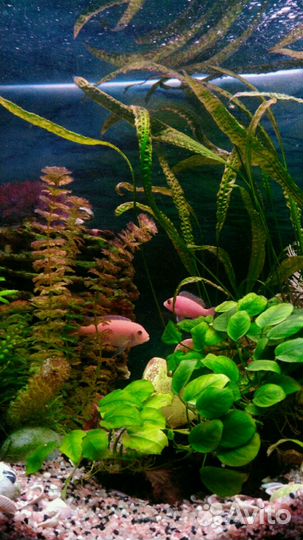 Обслуживание и чистка аквариумов по Туле и области