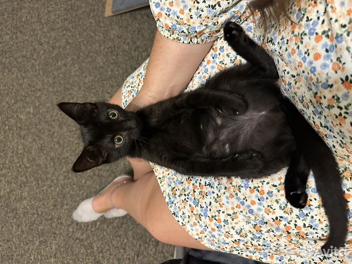 Кошки в добрые руки бесплатно