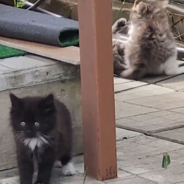 Сибирский котёнок