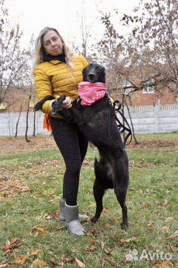 Метис борзой в добрые руки