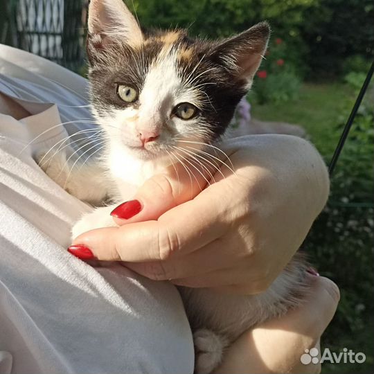 Трехцветная кошечка