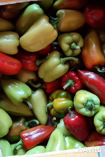 Огурцы,перец болгарский