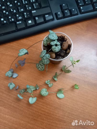 Церопегия вуда,сциндапсус энджой,филодендрон брази