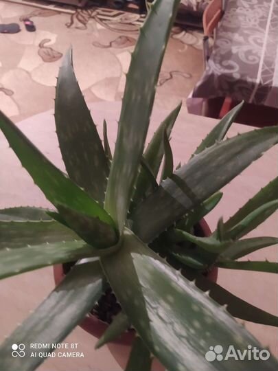 Алоэ для лечебный