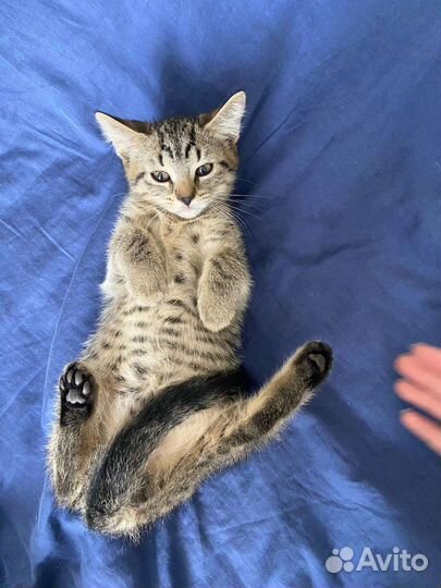 Сладенький комочек счастья