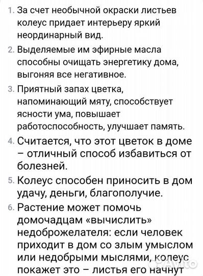 Колеус (крапивка)