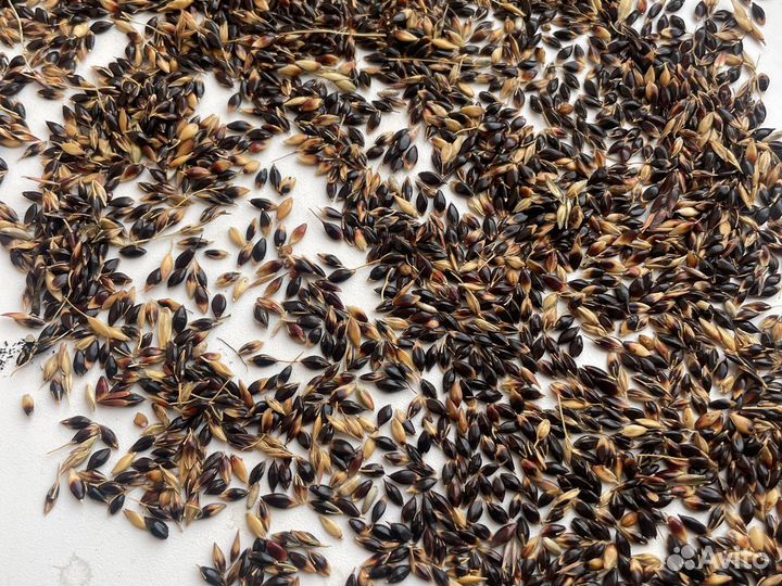 Семена суданки