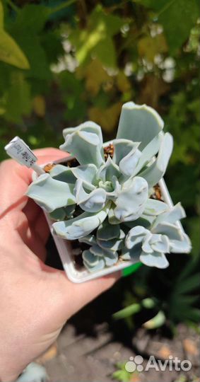 Суккуленты