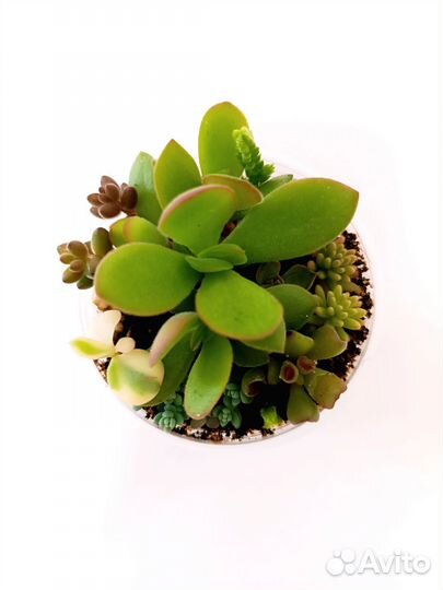 Суккуленты набор