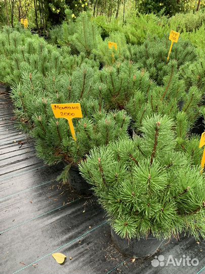 Сосна горная в ассортименте