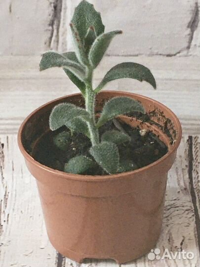 Каланхоэ войлочное